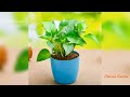 মানি প্লান্ট গাছের অপকারিতা ও উপকারিতা vastutips money plant u0026 vastu in bengali moneyplantvastu