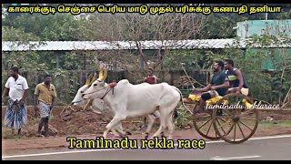 காரைக்குடி செஞ்சை பெரியமாடு- Tamilnadu reklarace