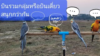 @monmaiflying บินอิสระแบบกลุ่มจะช่วยฝึกนกได้จริงหรือไม่??