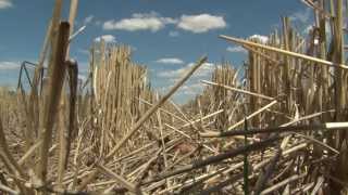 GCTV10: Grazing Stubbles and Water Use Efficiency