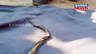 Snake Hidden Under The Bike Seat Bits Rider In Puri