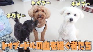 トイプードルの血を継ぐ者たち　🐶ひみつきちなう！#1🐶  (チワワ 柴犬 トイプードル チワプー ポメプー )