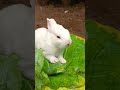 Dear lil bunny hop into my heart❤#shortvideo #cuteanimal #petbunny #rabbitbaby #bunny #smallpet