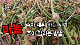 마늘 주아 채취 하는시기와 말리는 방법