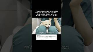 고양이 이렇게 진료하는 동물병원 처음 봄ㄷㄷ