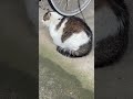 デカ猫の香箱座り