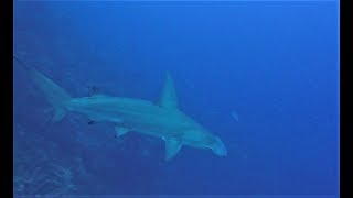 Scuba Diving in Curacao 2016 with a HAMMERHEAD SHARK + the other usual stuff!!