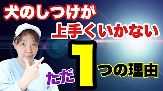 犬の躾がうまく行かないただ1つの理由　ドッグトレーナーが原因としつけのコツを解説します！