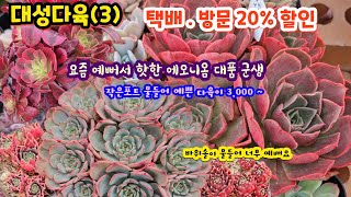 대성다육(3) 자구많은 군생 너무 멋지죠 쪼꼬미 다육 3,000부터 물들어 너무 예뻐요 #썬라이즈금 대품 #바위솔 물들어 이렇게 예쁘네요