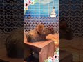 伊豆シャボテン動物公園で見つけた仲良し2匹 cute animals at izu shaboten zoo in japan 動物　 伊豆シャボテン動物公園 可愛い　 ショート