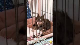 超絶ビビり犬が落雷を経験した結果...反応が面白可愛すぎた【極小チワワ子犬】最後のでかい雷後一瞬停電したよ(O_O)!!