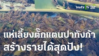 มาแรงเกินต้าน! แห่เลี้ยงตั๊กแตนปาทังก้าขายไข่-ตัว | 07 ก.ค. 66 | ตะลอนข่าว