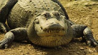 American Alligators of Florida 4K | Everglades, Alligator Farms, Beautiful Reptiles, St. Augustine