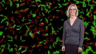 Dr. Michele LeRoux (MIT): Pseudomonas aeruginosa survives with a gut reaction using their T6SS