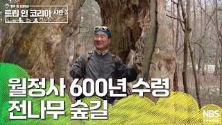 월정사 600년 수령 전나무 숲길  | 🗺️트립인코리아 시즌3 속초·평창🌳