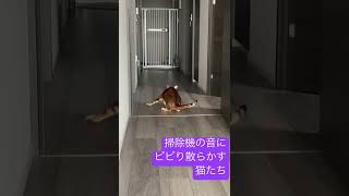 掃除機の音にビビり散らかす猫たち