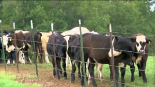 Video: Lightning strike kills 19 cows in Texas
