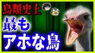 【ゆっくり解説】ポンコツすぎる脳みそ！壊滅的な記憶力！驚異的な免疫力！そんなダチョウのあまり知られていない実態を全まとめ！！