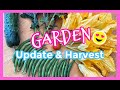 Early July Garden Update and Harvest