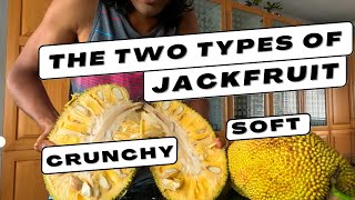 Jackfruit CRUNCHY \u0026 SOFT - Raw Vegan Compares the two types!