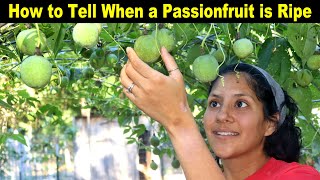 How to Tell When a PASSIONFRUIT is RIPE