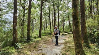 太平山山毛櫸步道 2024.08.05