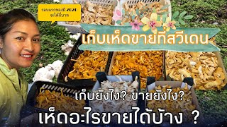 เก็บเห็ดขายที่สวีเดน เห็ดมันปูและเห็ดหนังไก่ ต้นฤดูกาลเห็ดราคาแพง ‼️รายได้พิเศษของมาดาม‼️