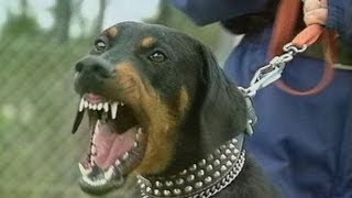 Guard Dog Training Centre - Attack Dog Training