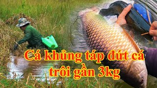 Câu cá lóc ở điểm mới bất ngờ gặp cá khủng táp con cá trôi bự gần 3kg