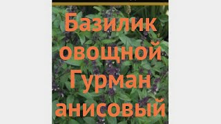 Базилик овощной Гурман анисовый 🌿 обзор: как сажать, семена базилика Гурман анисовый