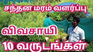 விவசாயிகளுக்கு சந்தன மரம் வைக்கும் முறைகள் 10 வருடங்கள்