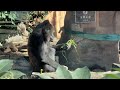 gorlla バンと地面を叩くハオコ！びっくりするモモコ【2024年‎12月10日】【上野動物園】ゴリラ💗surprised momoko