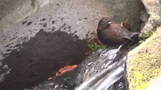 野鳥撮影・ カワガラス　Brown Dipper