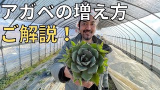 【アガベの縦割り経過】と共にアガベの増え方をご解説いたします！６ヶ月前動画からの経過報告♪