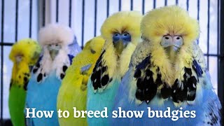 How to breed show budgies (Hindi)|How to breed holland budgie|How to breed exhibition budgie.