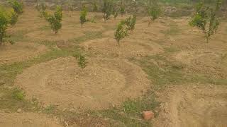 high density mousabi/malta farming