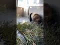 虎什么话都听得懂～～🥰🥰😂 cute 大熊猫 大熊猫金虎 大熊猫金虎话痨 😄😄 cute panda