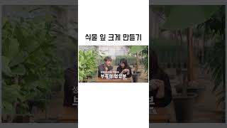 성장이 멈춘 식물 잎을 크게 만드는 팁