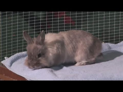 How To Start Caring For Rabbits - YouTube