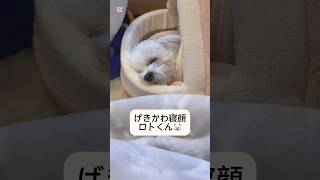 げきかわとろけ寝顔🐻‍❄️ #shorts #short #shortvideo #maltese #マルチーズ #dog #犬 #いぬ #cute #可愛い #かわいい #おもしろ