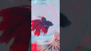 2018ലെ ഒരു വീഡിയോ Betta fish#bettafish #fishvideo#aquarium