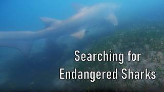 Swimming with Grey Nurse Sharks - Terrigal Haven - Wildlife with Jack Woods