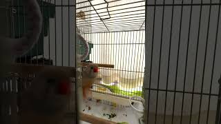 2024.11.09ケージの中でホバリングするキンカチョウ Zebra finch hovering in a cage＃Shorts