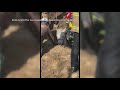 Heroic rescue after horse gets stuck in sinkhole