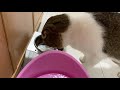 【猫】料理中のママに構って欲しい猫【スコティッシュフォールド】