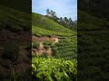 Tea plantation in Munnar, India 🇮🇳 #travel #traveltip #travelcouple #travelvlog