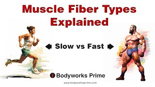 Muscle Fiber Types Explained (Type 1, Type 2A, Type 2X)