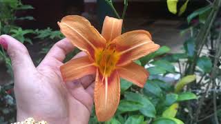 Day lilies growing and care tips/ಡೇ ಲಿಲ್ಲಿ ಬೆಳೆಸುವ ಮತ್ತೆ ಆರೈಕೆ ಮಾಡುವ ವಿಧಾನ