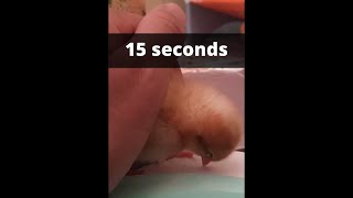 Put any chick to sleep in 15 seconds