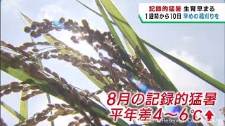 稲の収穫１週間から１０日早めるよう農家に求める　記録的な猛暑を受けて宮城県